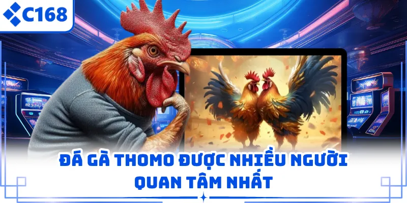 Đá gà Thomo được nhiều người quan tâm nhất