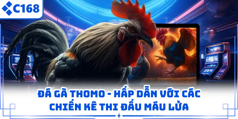 Đá Gà Thomo - Hấp Dẫn Với Các Chiến Kê Thi Đấu Máu Lửa